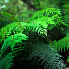 Large Plants - Holly Fern, Carex Grass & Cordyline Red Star (Contemporary Mix)
