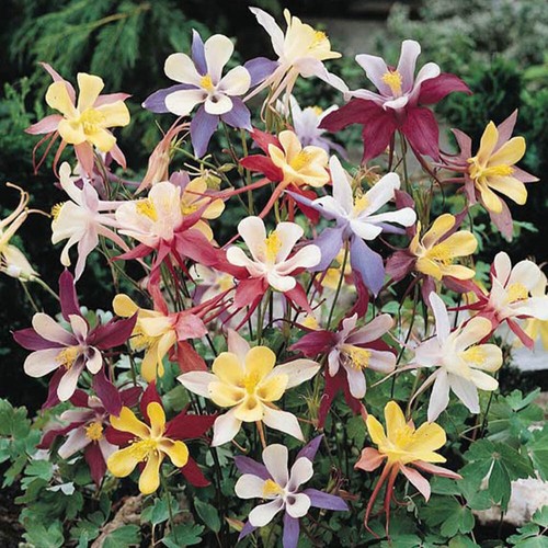 Aquilegia mckana hybrids 9cm - aquilegia,