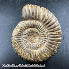 Perisphinctes ammonite fossil