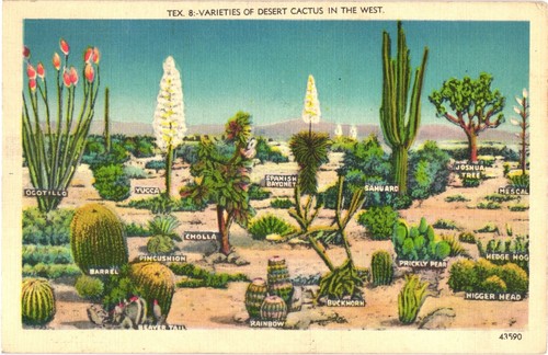 Desert cactus varieties west - desert,
