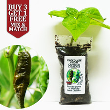 Chocolate Ghost Chilli Pepper
