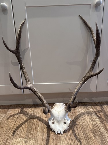 Large red deer stag - stag, antler