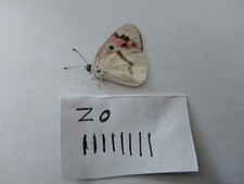  COLOTIS ZOE FEMALE from  MADAGASCAR A1 Condition. FANTASTIC BARGAIN! 