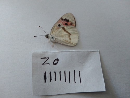 Colotis zoe female from - female, from 