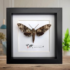 Manduca rustica, manduca