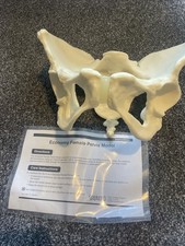 Female Pelvis Model Flexible