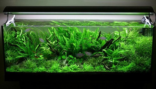 Live aquarium plant - aquarium,