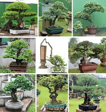 Bonsai mixed tree seeds