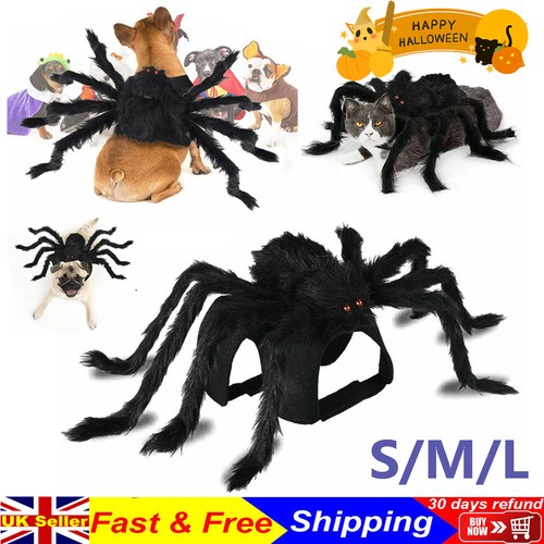 Halloween pet spider - pet,