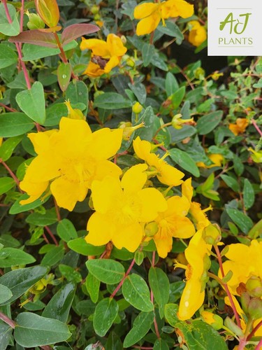 Hypericum hidcote st johns - -,