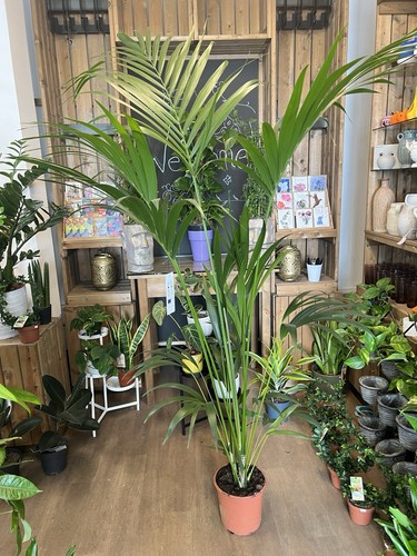 Kentia palm howea - kentia, (howea