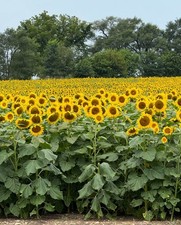 Bulk Mammoth Grey Sunflower