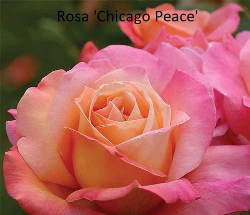 Chicago peace bare - peace, shrub