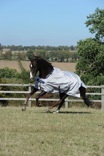 Bucas new sun - new,