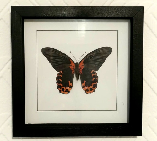 The scarlet mormon papilio - scarlet, mormon,