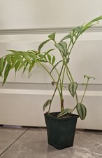 Parlour Palm 1 Plant IN Pot