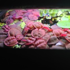 🌿 40 x RED ROOT FLOATER