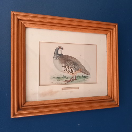 Red legged partridge antique - partridge,