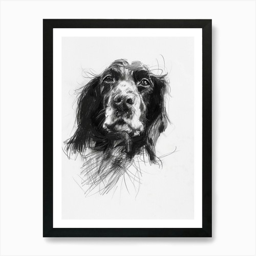 English springer spaniel dog - springer,