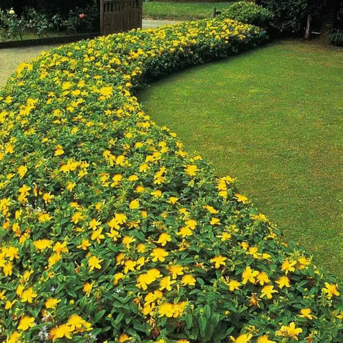 Hypericum calycinum rose - hypericum, of