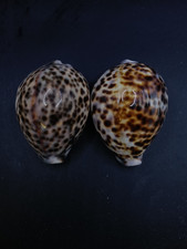 2 x large cypraea Tigris tiger