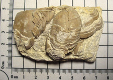 Ordovician Homotelus