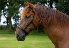 Baro Straightness Training /