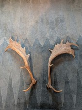 Pair Of Fallow Deer Antlers Unmounted Approx 55cm 
