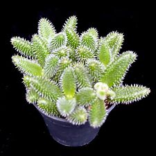 Delosperma Echinatum Pickle Plant succulent plant in 5 cm pot