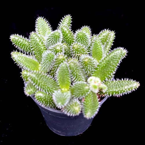Delosperma echinatum pickle - delosperma,