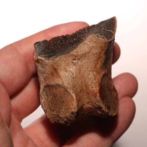 Giant dinosaur vertebrae - giant,