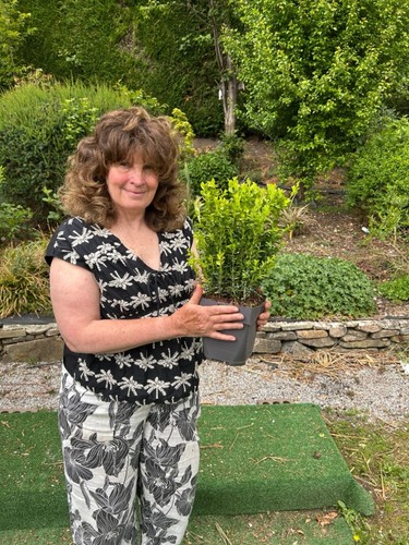 Box hedging plants - hedging, (buxus