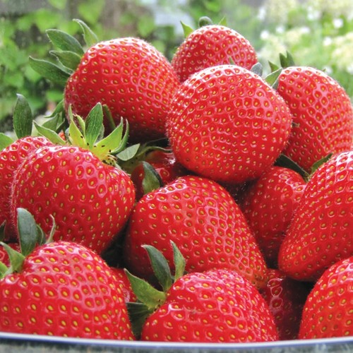 Strawberry sweetheart - x,