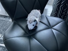 Build A Bear Baby Opossum