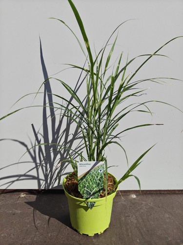 Miscanthus sinensis zebrinus - miscanthus,