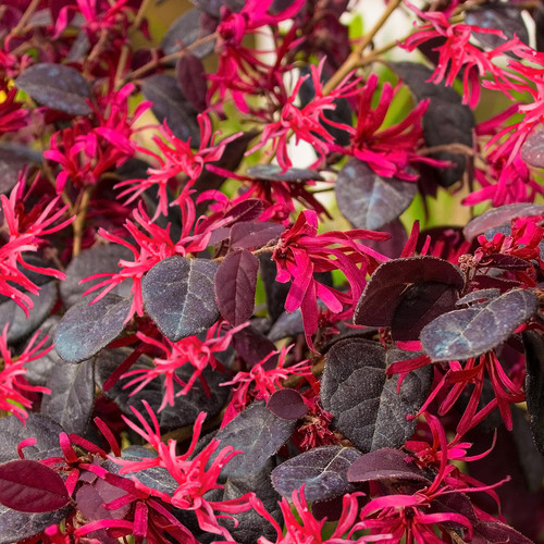 Loropetalum plum gorgeous - loropetalum,