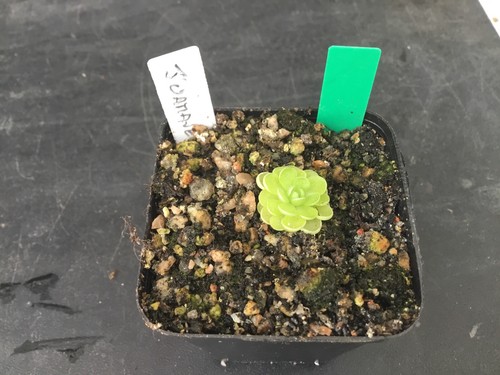 Pinguicula juamavensis - pinguicula,