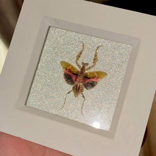 Mounted flower mantis insect - mounted,