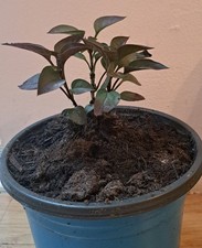 Lilac Tree Seedling - Hardy