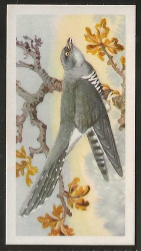 Brooke bond bird - bond, (tea)-bird