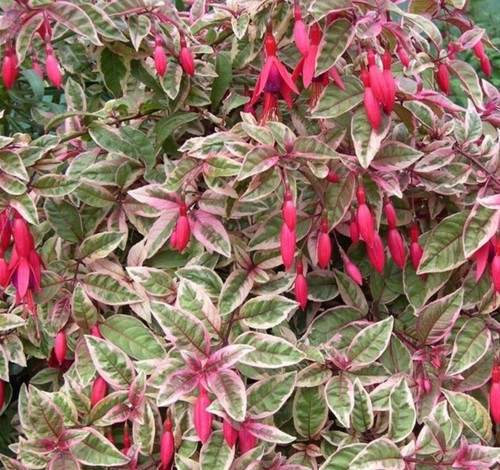 Fuchsia plug plants garden - plug,