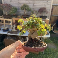 Acer buergerianum - Trident