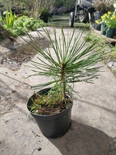 Bosnian pine/Pinus