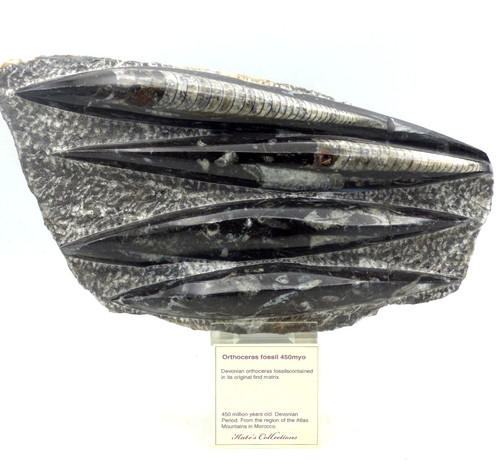 Fossil carved polished black - carved,