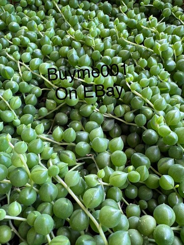 String pearls plant - pearls,