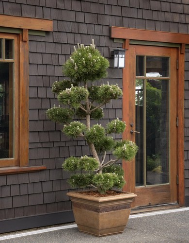 Japanese black pinepinus - black,