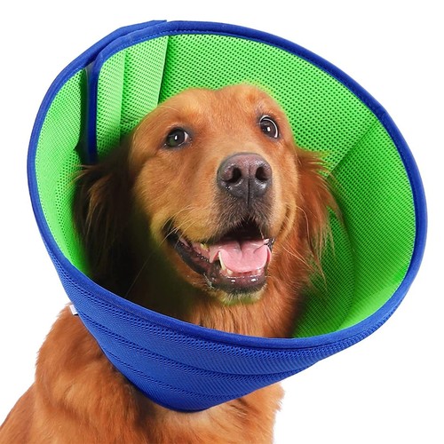 Dogs elizabethan recovery - dogs,