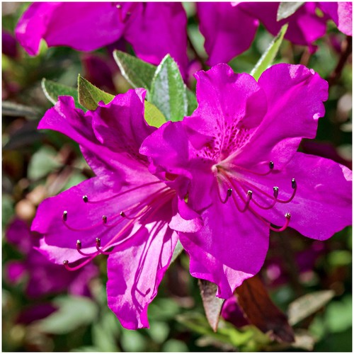 Azalea rhododendron blaue - azalea,