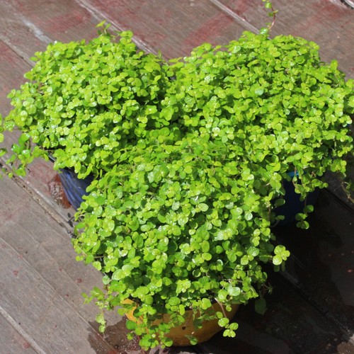 Baby tears plants - baby's, 9cm