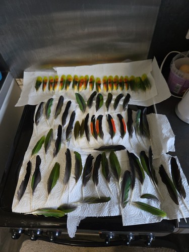 Parrot feathers for - parrot,